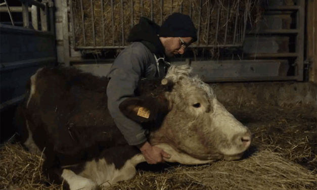 Cyrille, agriculteur, 30 ans, 20 vaches, du lait, du beurre, des dettes