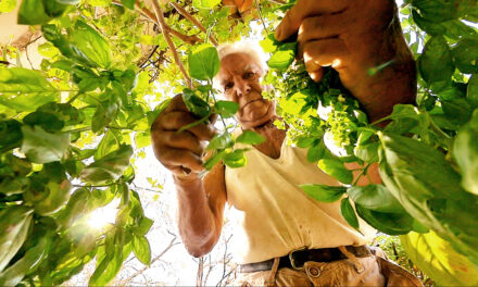 Le potager de mon grand-père