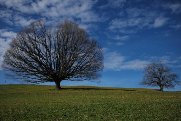 la puissance de l'arbre